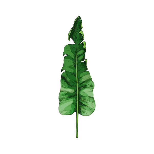 Пальмовый зеленый свежий банановый лист. Винтажный векторный штрих — стоковый вектор
