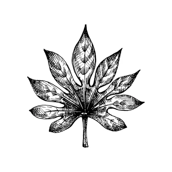 Fresh fatsia japonica leaf. Vintage vector hatching — 图库矢量图片