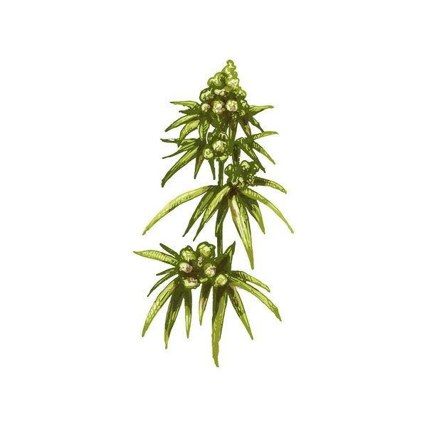 Μαριχουάνα ώριμο φυτό με φύλλα και μπουμπούκια. Vintage εκκόλαψη — Διανυσματικό Αρχείο