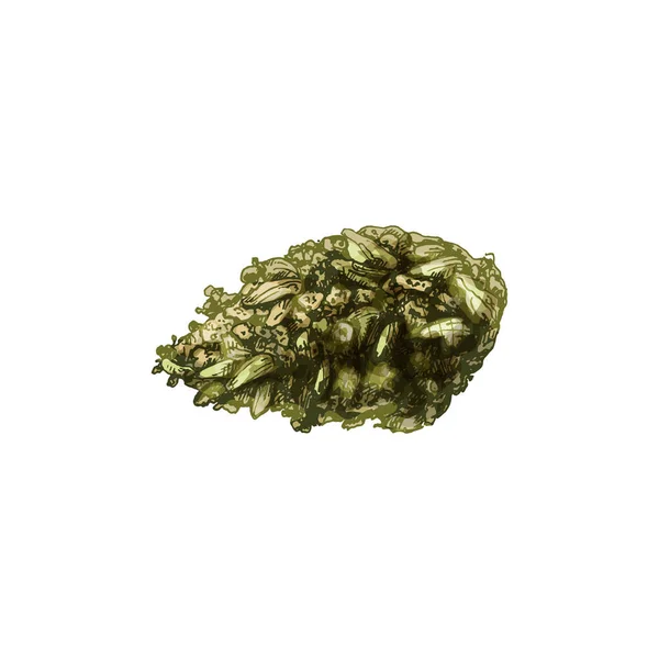 Marijuana knoppar. vektor kläckning illustration isolerad på vit bakgrund — Stock vektor