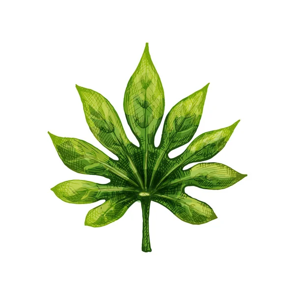 Hoja verde fresca de fatsia japonica. Vintage eclosión vector — Vector de stock