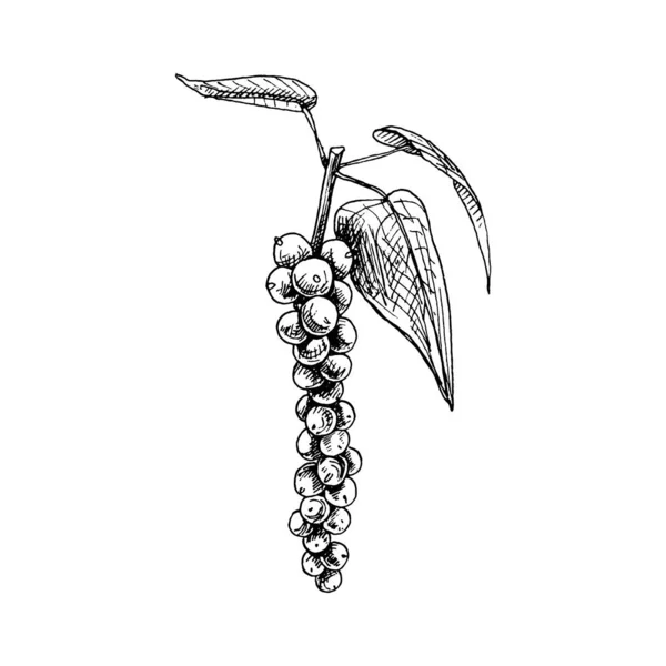 Planta de pimienta negra con hojas y granos de pimienta. Vector de eclosión vintage — Vector de stock