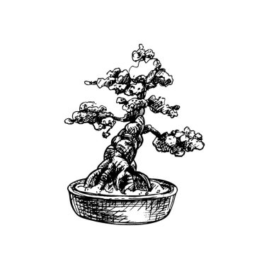 Bonsai ağacı saksıda. Vector vintage kuluçkadan çıkma illüstrasyonu. Beyazda izole edilmiş