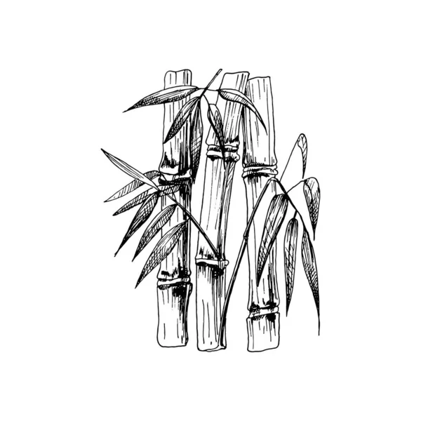 Bambusbäume mit Blatt. Vector Vintage Schraffur. Isoliert auf Weiß — Stockvektor