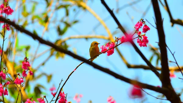 Söt Zosterops Japonicus Griper Gren Körsbärsträd Blossom — Stockfoto