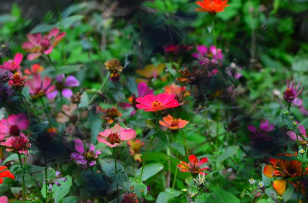 Ein Blick Von Der Schönheit Verwelkter Blumen — Stockfoto