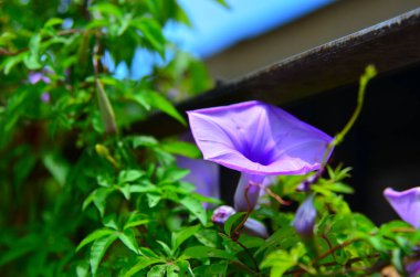 Taze ve Mor Sabah Zaferi Tırabzan boyunca büyür