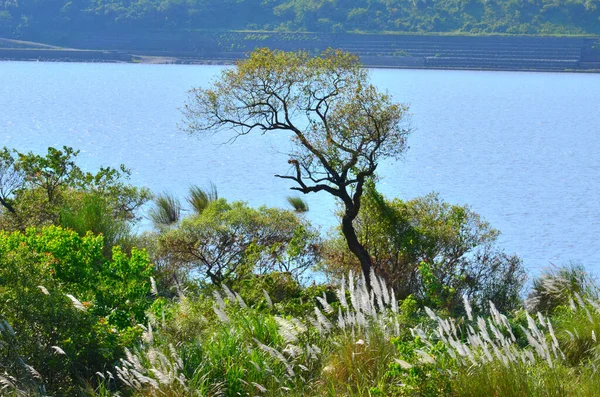 Beyaz Miscanthus ile çevrili yalnız ağaç nehrin yanında duruyordu.
