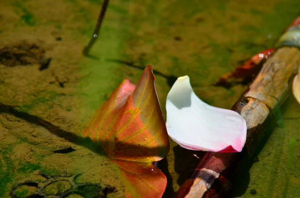 Huzurlu su yüzeyine bir taç yaprağı yerleşir.