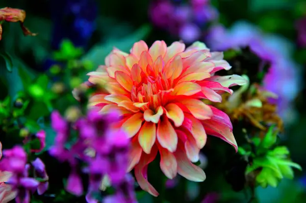 Renkli güzel pembe kasımpatı