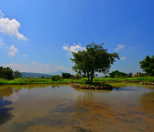Havuzun ortasındaki ağaç.
