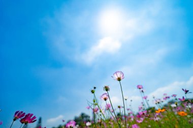 Yaban çiçekleri narin yüzlerini gün ortası güneşinin yumuşak sıcaklığıyla ışıldayan bir gökyüzüne doğru kaldırır..