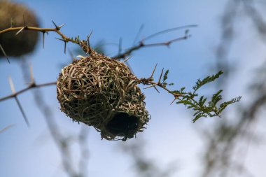 Güney Afrika 'da maskeli Weaver kuş yuvası, Durban