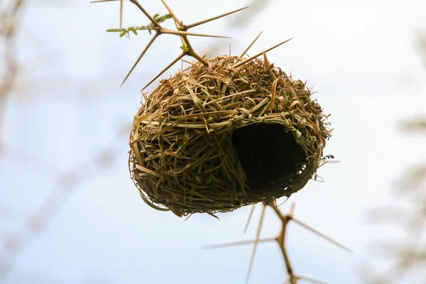 African Southern Masked Weaver Bird Building Nest South Africa Durban — Stock Photo, Image