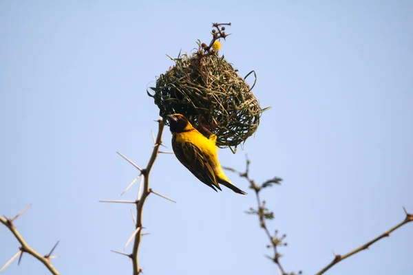 Afrikanska Södra Maskerade Weaver Fågelbo Sydafrika Durban — Stockfoto