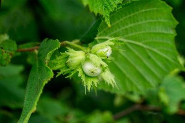 Genç fındıklar, yeşil fındıklar, ağaçta yetişir. Genç fındıklar, fındıklar, kobnat. Ağaçta yaprakları olan fındık. Fındık yetiştirme ve toplama kavramı. Corylus avellana