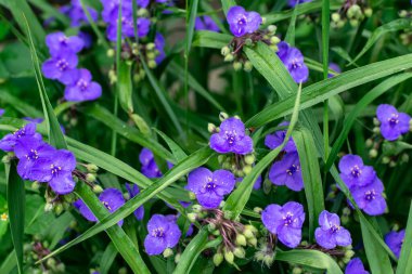 Virginia örümcek ağı çalılığı (Tradescantia virginiana) yakın çekim. Tradescantia ohiensis, yaygın olarak mavi ceketli çiçek ya da Ohio örümcek otu olarak bilinir.