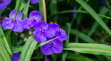 Ultra deniz renginin güzel çiçekleri yakın plan, makro. Virginia örümcek ağı çalılığı (Tradescantia virginiana). Tradescantia ohiensis, yaygın olarak mavi ceketli çiçek ya da Ohio örümcek otu olarak bilinir..