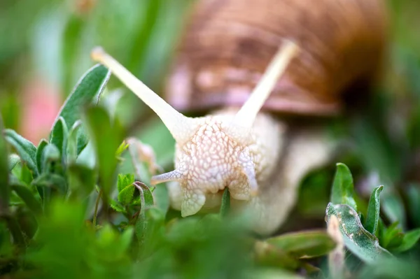 Garden, grape snail eats grass (Cepaea hortensis, Helix pomatia, burgundy snail, edible snail), snails. Habitat. Close-up image. Macro