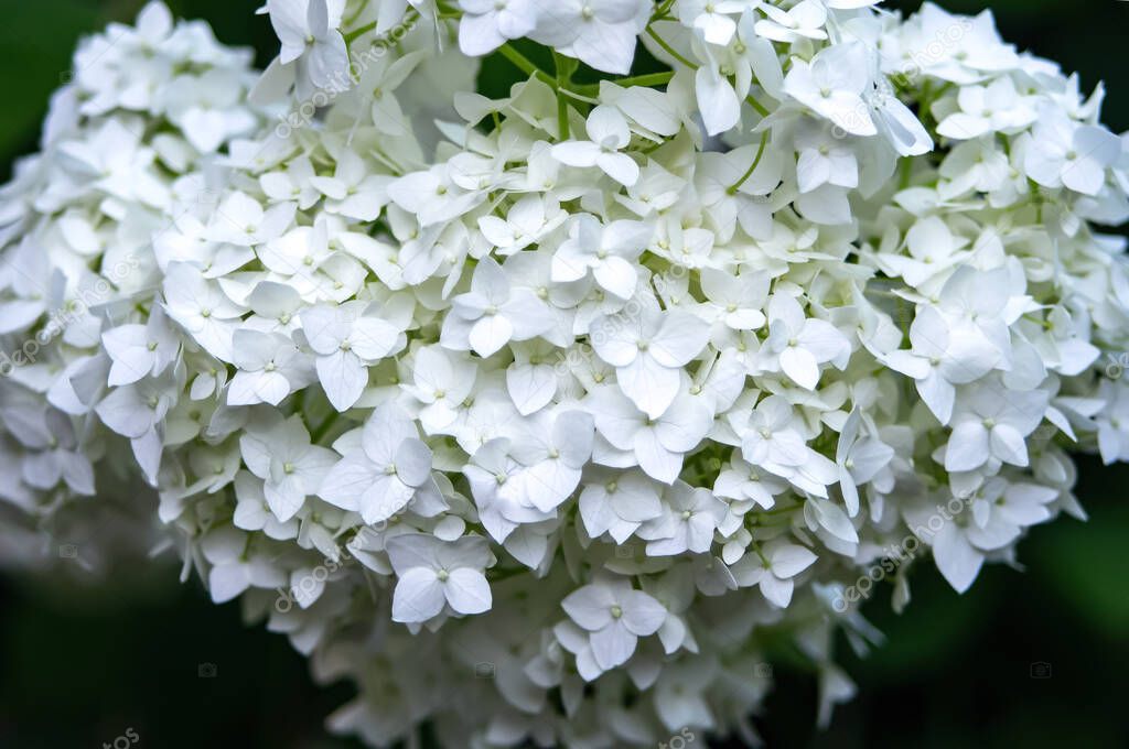White hydrangea flower, Mop Annabelle H. Arborescens, Hydrangea tree Hydrangea Anabelle Cold-resistant bush. Inflorescences with beautiful blossoming white flowers. Close up hydrangea flower, pastel color, Selective focus.