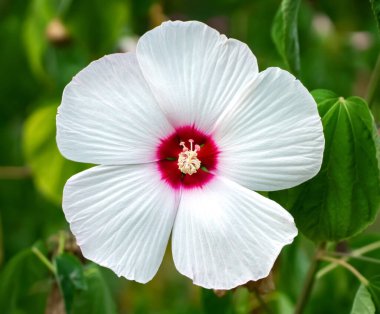 Hibiscus (Malvaceae, Hibiscus moscheutos, Hibiscus trionum) marsh white beautiful and delicate white flower with pink center and snow-white leaves. varieties Disco Belle White, Luna White, Old Yella. clipart