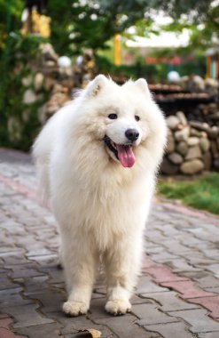 Beyaz Samoyed köpeği (Husky, Bjelkier, Sammy, Laika, Spitz) park yolunda duruyor. Açık hava evcil hayvanı. Tam boy. Kuzey Kızak Köpeği, yoldaş.