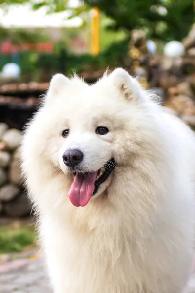 純白のサモイド犬 Husky Bjelker Sammy Laika Spitz の肖像画 遊び心のあるペット 縦の写真 北の犬ぞり仲間 — ストック写真