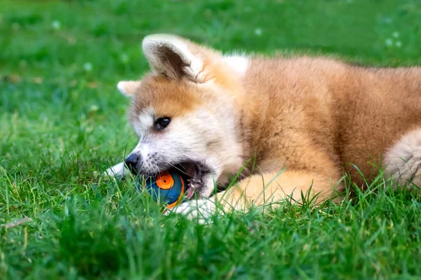 Akita Inu Cachorro Juega Una Pelota Hierba Verde Juegos Aire —  Fotos de Stock