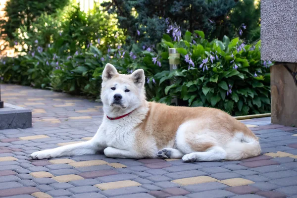 秋田犬の高齢者は庭に横たわって家を保護します ペットが大好き 日本の犬スピッツ — ストック写真