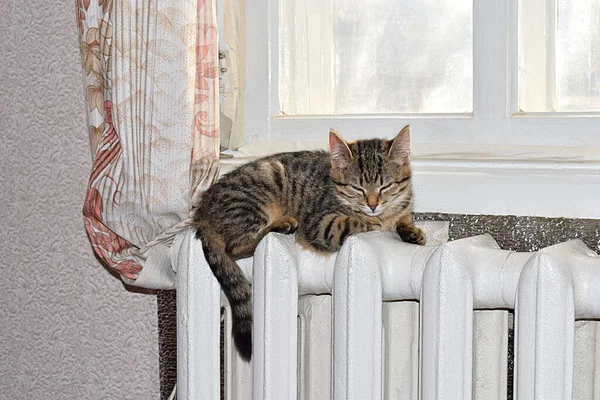 Gattino Trova Radiatore Caldo Nell Inverno — Foto Stock