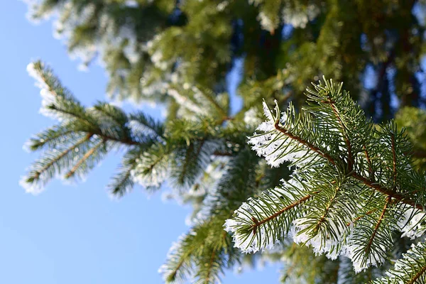 Ein Zweig Eines Weihnachtsbaums Der Einem Frostigen Vorfeiertag Mit Raureif — Stockfoto