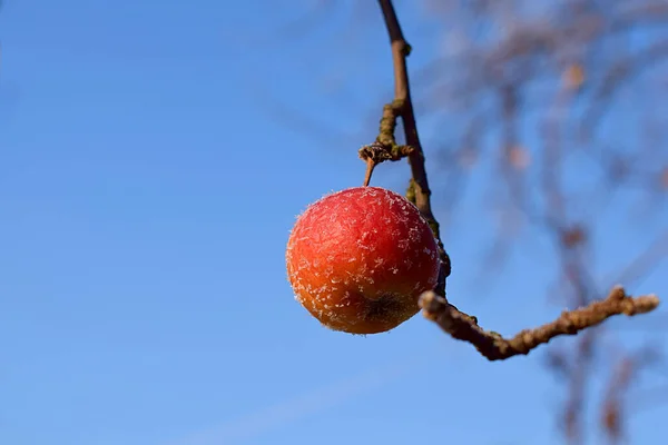 Červené Jablko Pokryté Mrazem Větvi Proti Modré Obloze — Stock fotografie