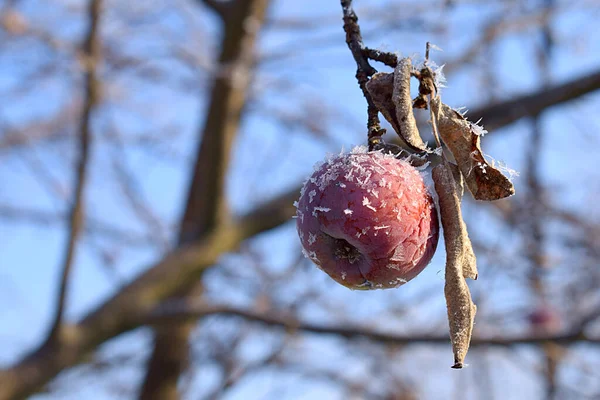 Roter Apfel Mit Reif Einem Zweig Gegen Den Blauen Himmel — Stockfoto