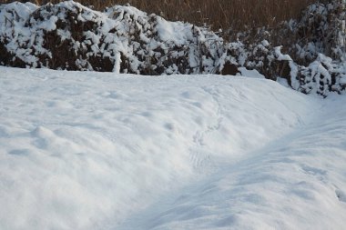 Karda sülün izleri var..