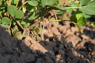 Yakın plan çekimde yumurtalıklı bir yer fıstığı çalısı yığını..