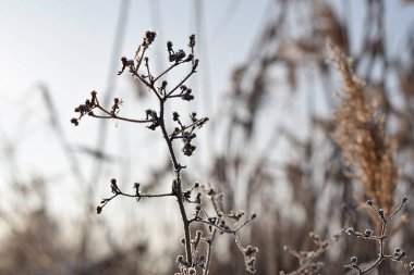 Güneşli bir günde, üzerinde don kristalleri olan bir ot sapı..