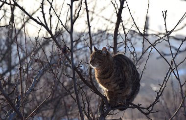 Ağacın tepesindeki ince bir dalda tekir kedi..