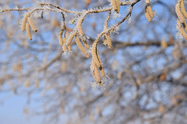 Une Branche Noisette Recouverte Givre Par Matin Givré Gros Plan — Photo