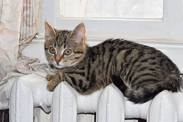 Het Kitten Ligt Winter Een Warme Radiator Stockfoto