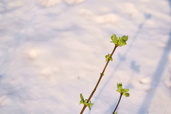 Branche Avec Bourgeons Dans Pièce Sur Fond Neige — Photo