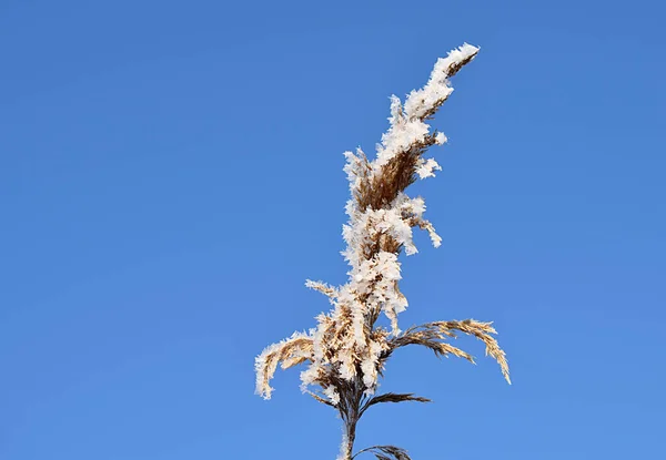 Panicle Reeds Covered Crystals Frost Blue Sky — Stock Photo, Image