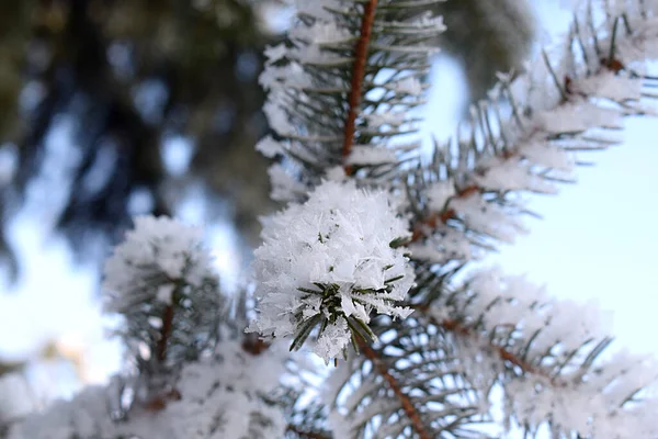 Cristales Escarcha Las Agujas Del Árbol Navidad —  Fotos de Stock