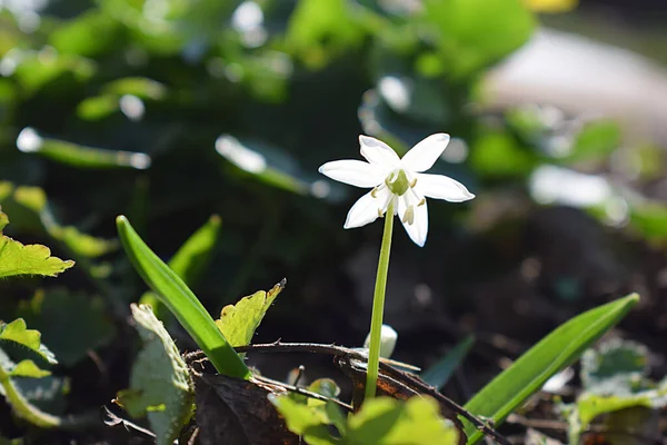 森の中で白いバラの花を咲かせます スノードロップ — ストック写真
