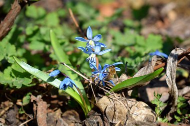 İlkbaharın başlarında çimenler arasında ormanın mavi çiçeklerine yakın çekim.