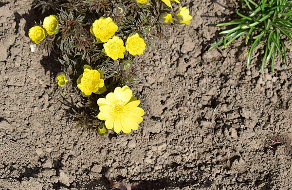 黄色のアドニスの花のクローズアップ トップビュー — ストック写真