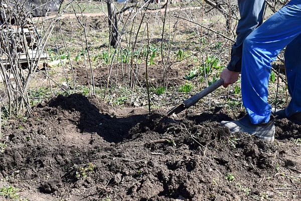 Посадка Саджанця Плодового Дерева Саду Навесні — стокове фото