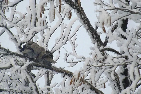 Ein Paar Turteltauben Sitzt Nach Einem Schneefall Auf Einem Akazienzweig — Stockfoto