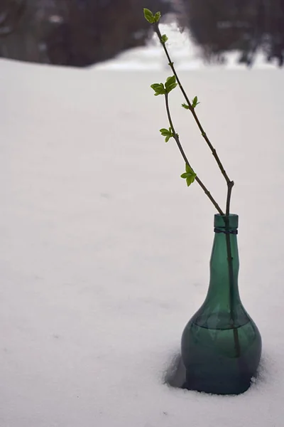 Una Rama Con Brotes Florecientes Una Botella Nieve Final Del — Foto de Stock