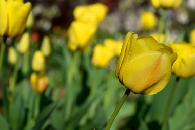 Bahçede bir sürü sarı lale var..