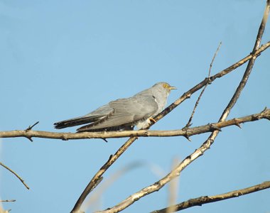 Cuckoo canorus (Cuculus canorus) kuru bir ağacın dalında bulunur..